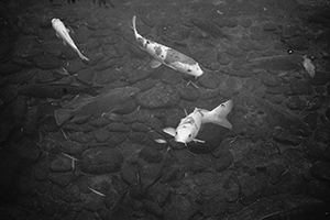 Pond, Hong Kong Park, 24 December 2014