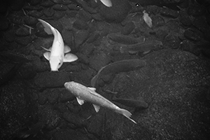 Pond, Hong Kong Park, 24 December 2014