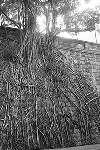 Masonry wall trees, Forbes Street, Kennedy Town, 28 December 2014