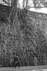 Masonry wall with tree roots, Forbes Street, Kennedy Town, 28 December 2014