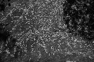 Plants growing on a rock, the Peak, Hong Kong Island, 3 January 2015