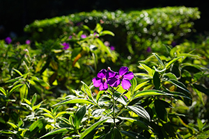 Flowers, Harlech Road, The Peak, Hong Kong Island, 3 January 2015