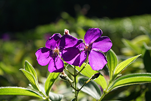 Flowers, Harlech Road, The Peak, Hong Kong Island, 3 January 2015