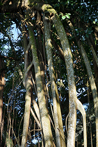 Tree with aerial roots, Lugard Road, Hong Kong Island, 3 January 2015