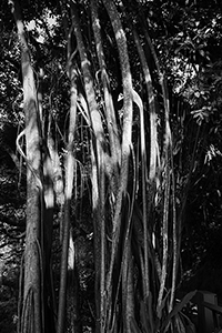 Tree with aerial roots, Lugard Road, The Peak, Hong Kong Island, 3 January 2015