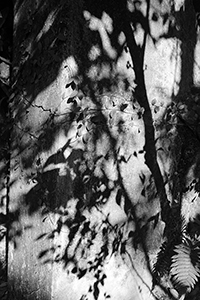 Shadows of leaves, Lugard Road, The Peak, Hong Kong Island, 3 January 2015