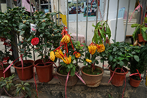 Plants by the roadside, Centre Street, Sai Ying Pun, 6 January 2015