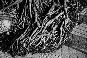 Tree roots, on the path between Repulse Bay and Deep Water Bay, Hong Kong Island, 18 January 2015