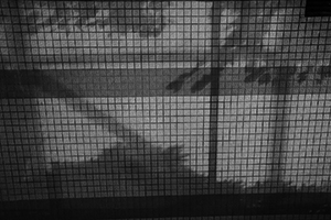 Shadows of  trees on a wall, Tai Ping Shan, 23 February 2015