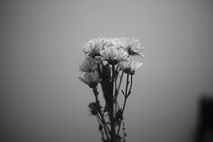 Flowers in an apartment, Sheung Wan, 24 February 2015