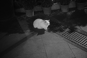 A cat in Hollywood Road Park at night, Sheung Wan, 24 February 2015