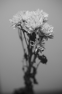 Flowers in an apartment, Sheung Wan, 25 February 2015