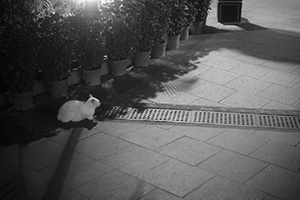 A cat in Hollywood Road Park at night, Sheung Wan, 24 February 2015