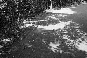 Pokfulam Reservoir Road, 8 February 2015