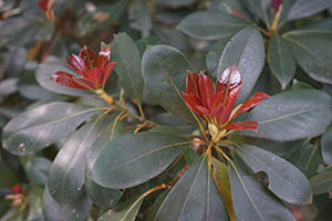 New growth, Pokfulam Reservoir Road, 8 February 2015