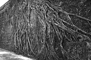 Tree roots on a stone wall, Pokfulam Reservoir Road, The Peak, 8 February 2015