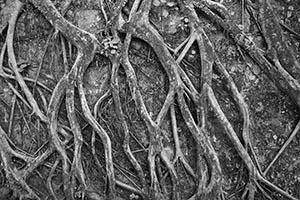 Tree roots on a stone wall, Pokfulam Reservoir Road, The Peak, 8 February 2015