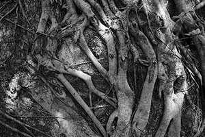 Tree roots on a wall, Harlech Road, The Peak, 8 February 2015