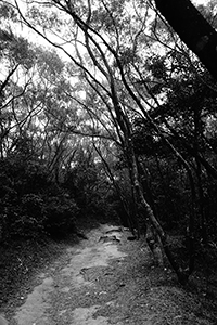 Walking trail, Ma On Shan Country Park, 15 February 2015