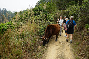 Feral cattle, Ma On Shan Country Park, 15 February 2015