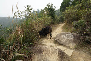 Feral cattle, Ma On Shan Country Park, 15 February 2015