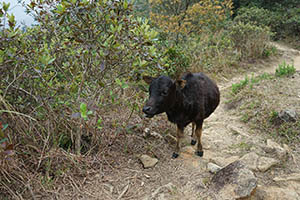 Feral cattle, Ma On Shan Country Park, 15 February 2015