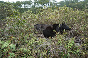 Feral cattle, Ma On Shan Country Park, 15 February 2015