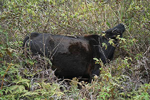 Feral cattle, Ma On Shan Country Park, 15 February 2015