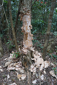 Tree in Ma On Shan Country Park, 15 February 2015