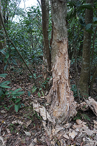 Tree in Ma On Shan Country Park, 15 February 2015