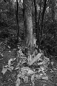 Tree in Ma On Shan Country Park, 15 February 2015