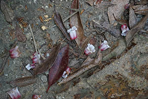 Dried leaves and flowers, Ma On Shan Country Park, 15 February 2015