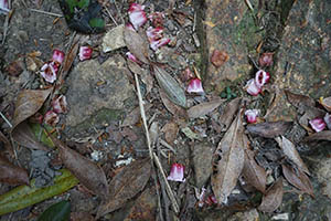 Dried leaves and flowers, Ma On Shan Country Park, 15 February 2015