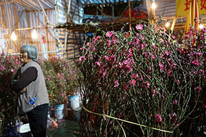 Flowers for sale at the Lunar New Year Fair, Victoria Park, Causeway Bay, 18 February 2015