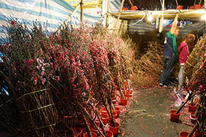 Flowers for sale at the Lunar New Year Fair, Victoria Park, Causeway Bay, 18 February 2015