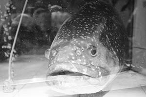 Fish in a restaurant tank, Connaught Road West, Sheung Wan, Hong Kong Island, 20 February 2015