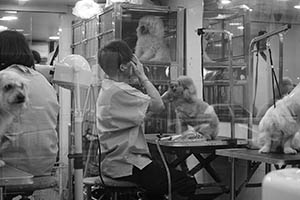 Pet salon, Sha Tin Centre Street, Sha Tin, 7 February 2015