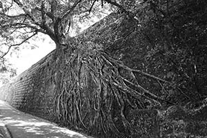 Tree roots on a stone wall, Pokfulam Reservoir Road, The Peak, 8 February 2015