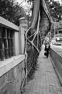 Tree with strangler-fig, outside HKU, Bonham Road, 10 March 2015
