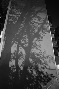 Shadows of trees on a wall, Ice House Street, Central, 19 March 2015