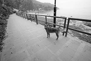 Dog at Silvermine Bay Beach, Lantau, 15 March 2015