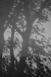 Shadows of trees on a wall, Ice House Street, Central, 19 March 2015