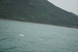 Chinese white dolphin off Tai O, Lantau, 22 March 2015