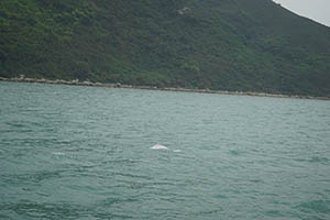 Chinese white dolphin off Tai O, Lantau, 22 March 2015