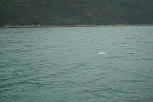 Chinese white dolphin off Tai O, Lantau, 22 March 2015