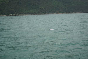 Chinese white dolphin off Tai O, Lantau, 22 March 2015