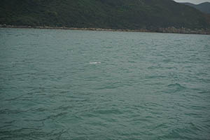Chinese white dolphin off Tai O, Lantau, 22 March 2015