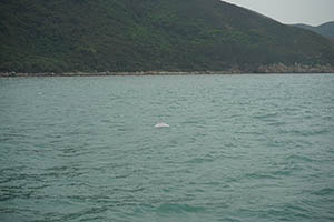 Chinese white dolphin off Tai O, Lantau, 22 March 2015