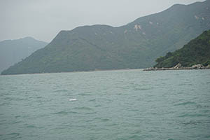 Chinese white dolphin off Tai O, Lantau, 22 March 2015