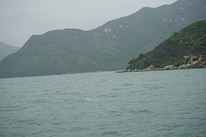 Chinese white dolphin off Tai O, Lantau, 22 March 2015